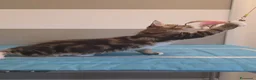 Maine Coon gatti in vendita: Cucciolata F Dolci Fusa - Annuncio 23