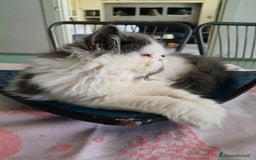 Persiano gatti in vendita: Cucciola persiana  a Provincia di Mantova - Immagine 2