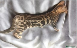 Bengala gatti in vendita: Splendida gattina del Bengala  - Annuncio 4