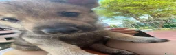 Lupo Cecoslovacco cani in vendita: Cane lupo cecoslovacco  a Città Metropolitana di Bologna - Annuncio 7
