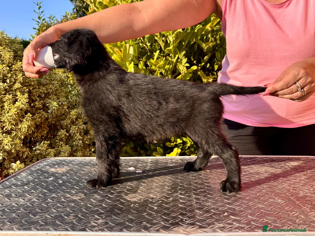 Flat Coated cani in vendita: Flat Coated Retriever cuccioli - Annuncio 7