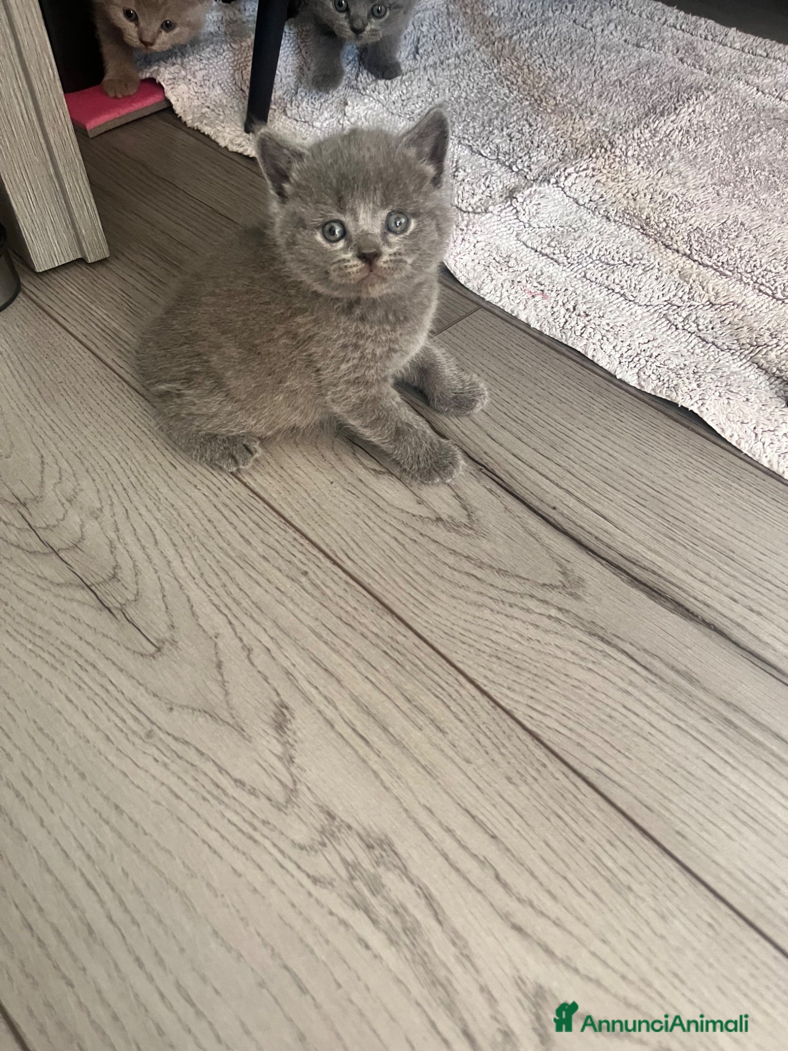 Scottish gatti Gattini schottish  - Annuncio 5