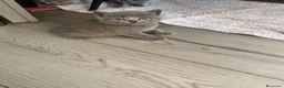 Scottish gatti in vendita: Gattini schottish  - Annuncio 6