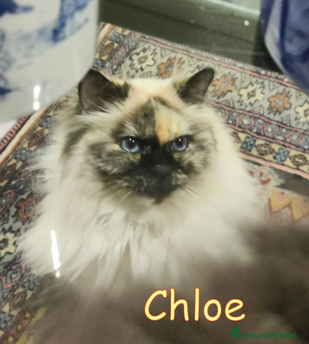 Altre razze gatti in regalo: ADOZIONE SPECIALE PER CHLOE a Città metropolitana di Roma Capitale - Annuncio 1