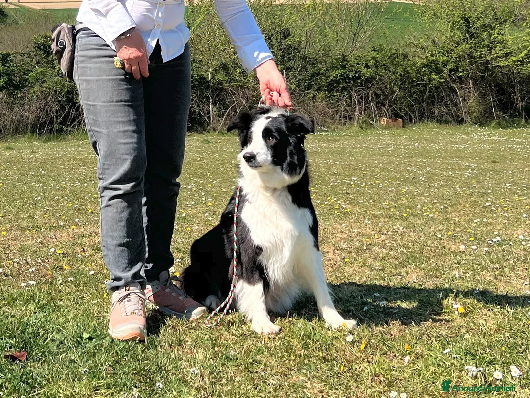 Border Collie cani in vendita: Cuccioli Border della Maschera di Tutankhamon - Annuncio 1