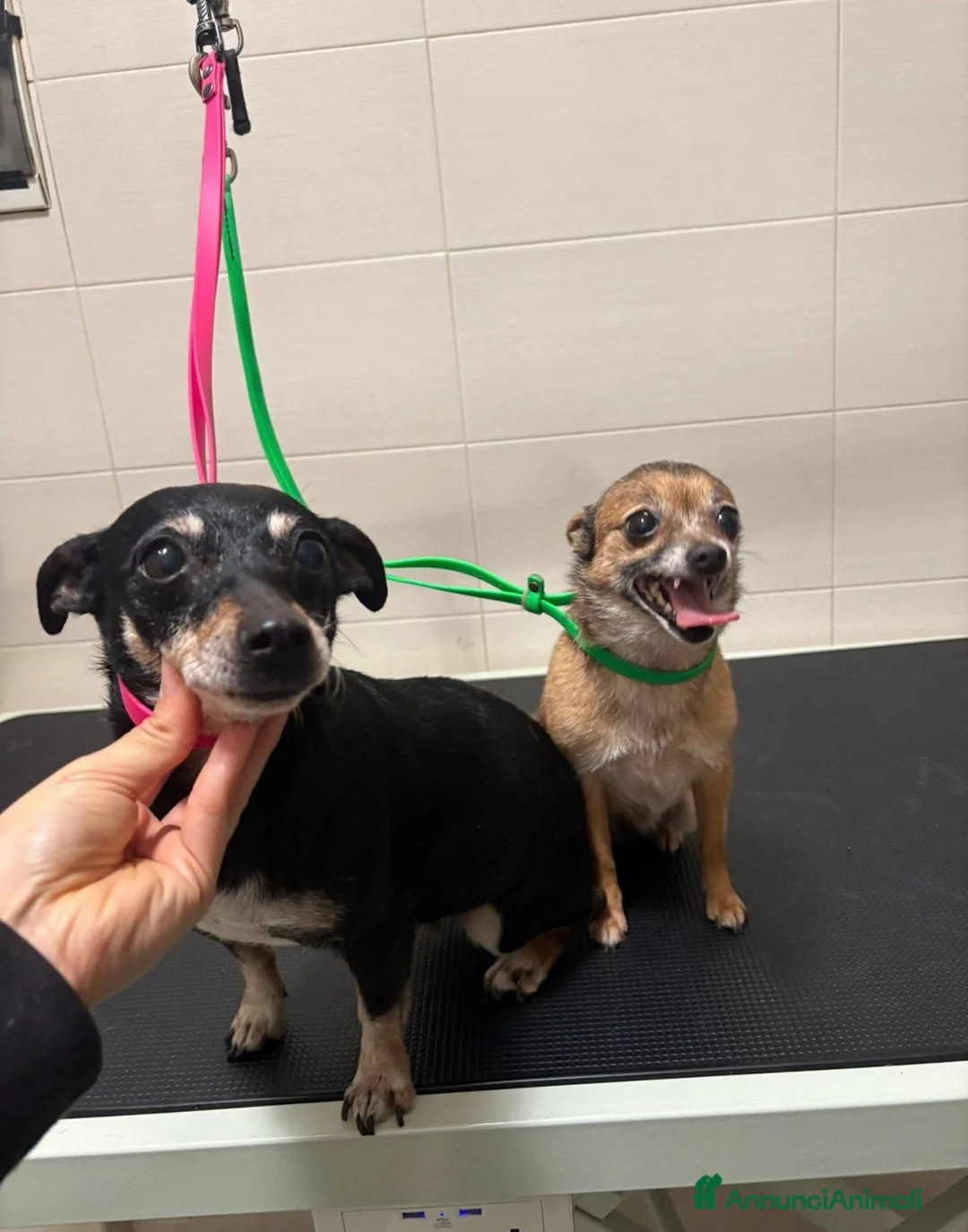 Meticcio cani in regalo: Bea e Lea cagnoline taglia mini - Annuncio 1