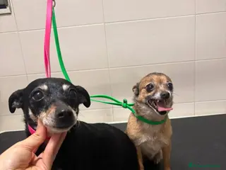 Meticcio cani Bea e Lea cagnoline taglia mini - Annuncio 22