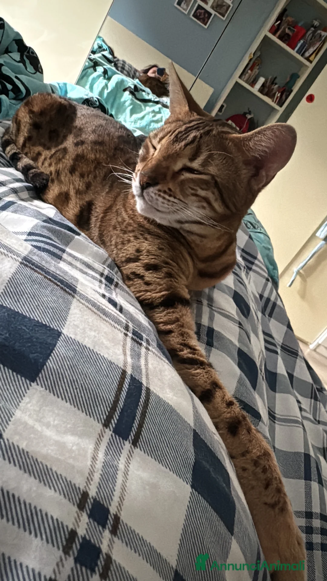 Bengala gatti per accoppiamento: Cerco gatto maschio possibilmente snow  a Provincia di Pescara - Annuncio 2