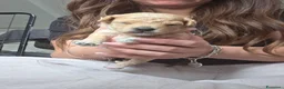 Barboncino Toy cani in vendita: Barboncini toy/nano - Annuncio 7