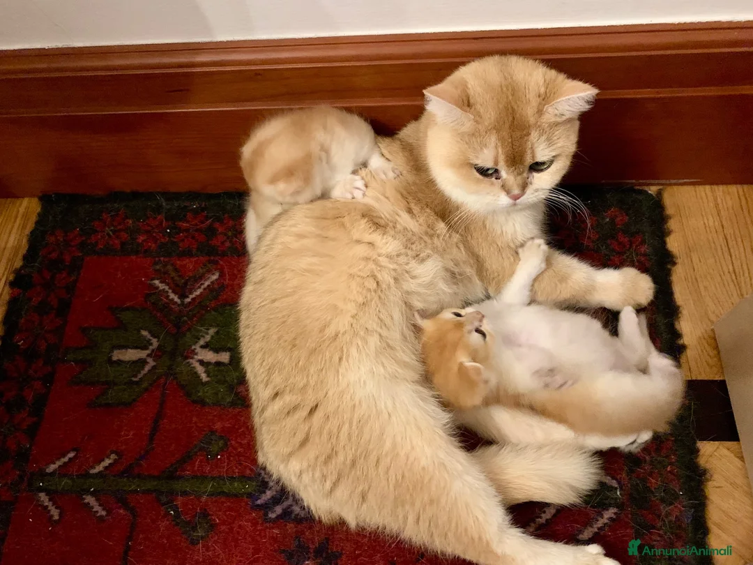 British gatti in vendita: British Shorthair golden chell ny12 - Annuncio 1