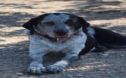 Segugio cani in regalo: VIRGINIA, una timida cagnolina  a Pomezia - Immagine 11