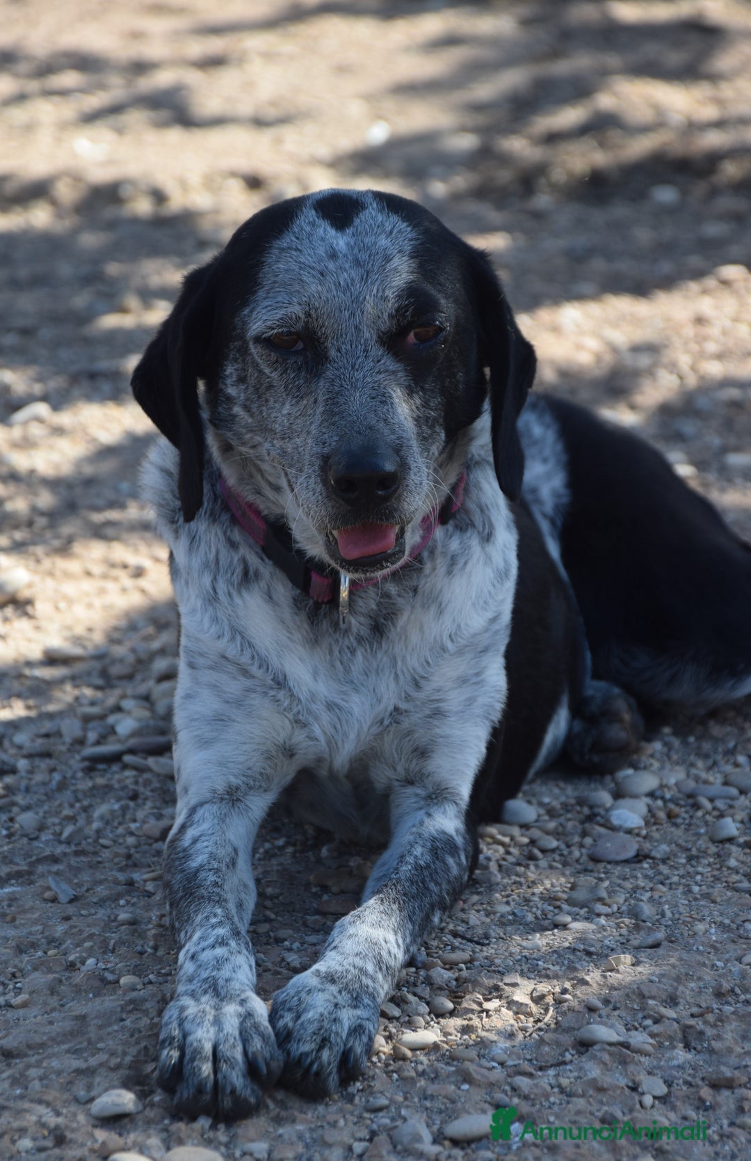 Segugio cani in regalo: VIRGINIA, una timida cagnolina  a Pomezia - Annuncio 11