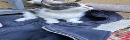 Meticcio gatti in regalo: Cercasi casa per cuccioli  - Annuncio 16
