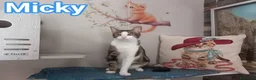 Europeo gatti in regalo: Affettuoso gattino da adottare, MICKY ! - Annuncio 2
