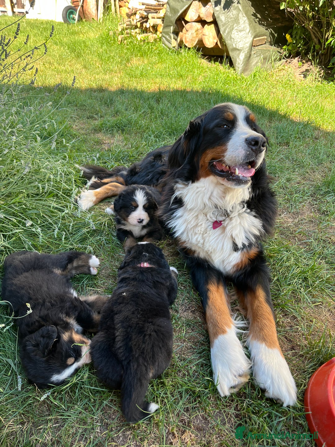 Bovaro del Bernese cani in vendita: Cuccioli bovaro del Bernese a Provincia autonoma di Trento - Immagine 4