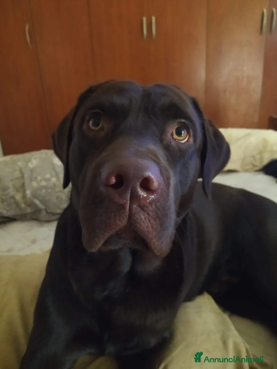 Labrador cani per accoppiamento: Labrador a Città Metropolitana di Bologna - Annuncio 2
