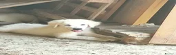 Pastore Abbruzzese Maremmano cani in vendita: Disponibili cuccioli di pastore maremmanoabruzzese - Annuncio 14