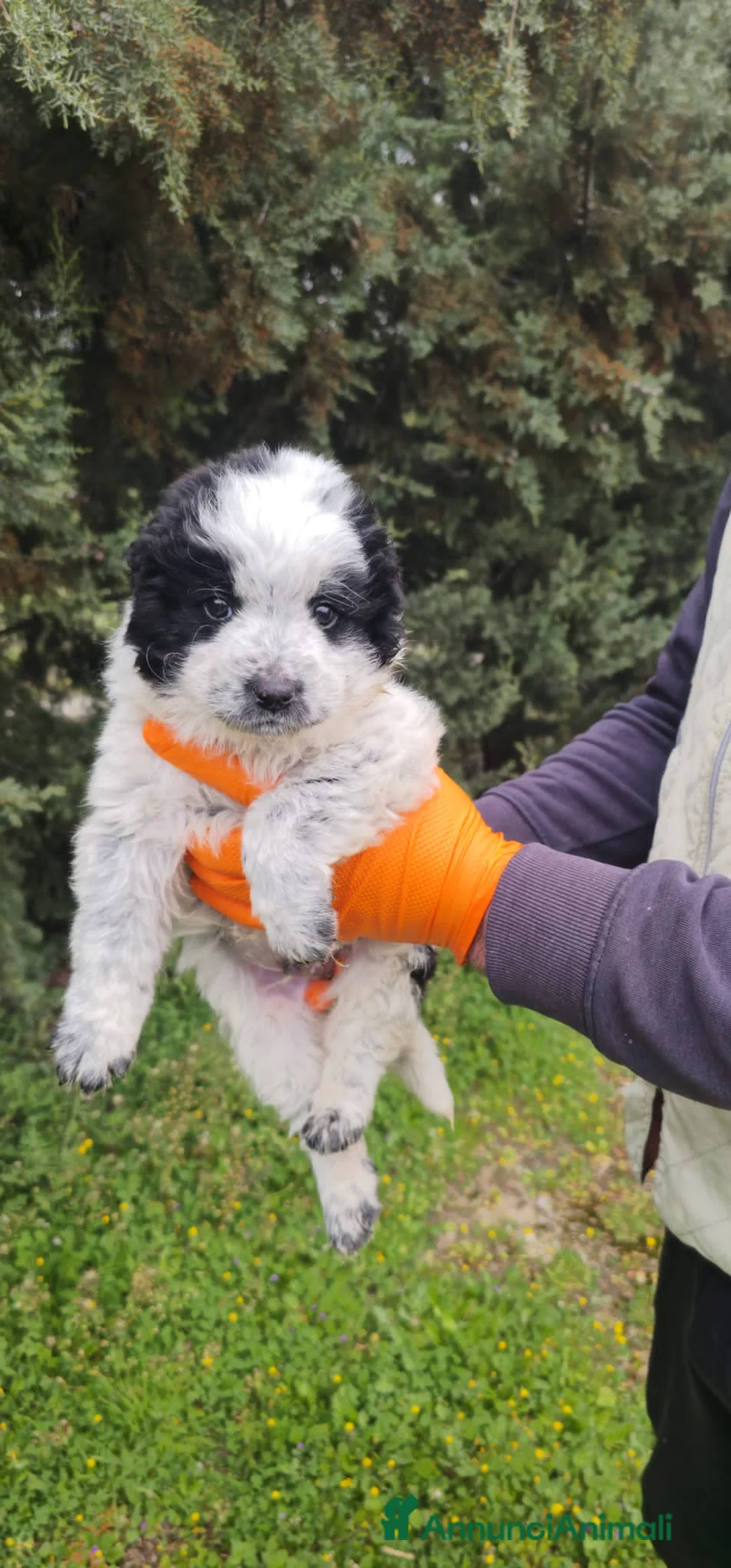 Meticcio cani in regalo: amilcare - Annuncio 4