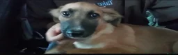 Meticcio cani in regalo: Renato ed i suoi dolcissimi occhioni - Annuncio 2