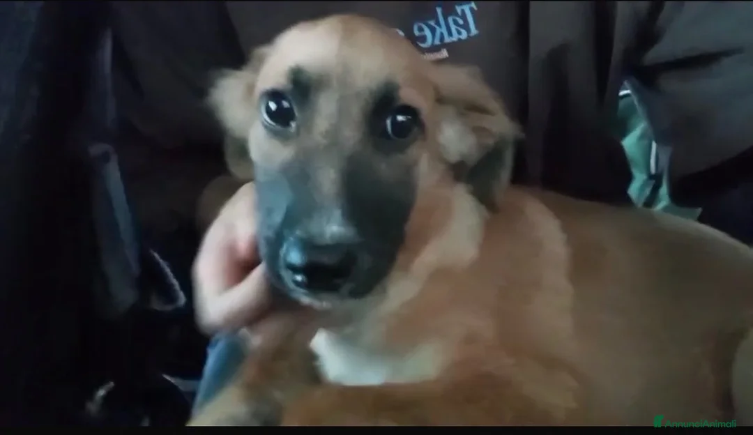 Meticcio cani in regalo: Renato ed i suoi dolcissimi occhioni - Annuncio 2