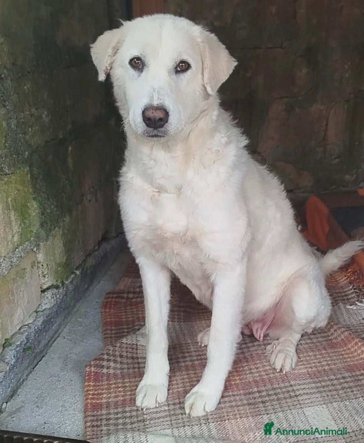 Meticcio cani Maremmanina 1anno kg24 aspetta in rifugio.SICILIA - Annuncio 12