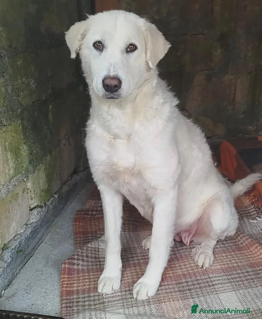 Meticcio cani in regalo: Maremmanina 1anno kg24 aspetta in rifugio.SICILIA - Annuncio 1