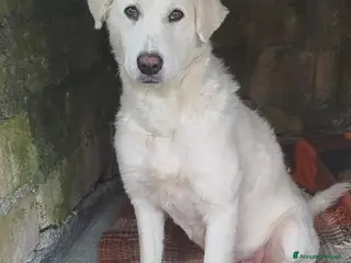 Meticcio cani Maremmanina 1anno kg24 aspetta in rifugio.SICILIA - Annuncio 12