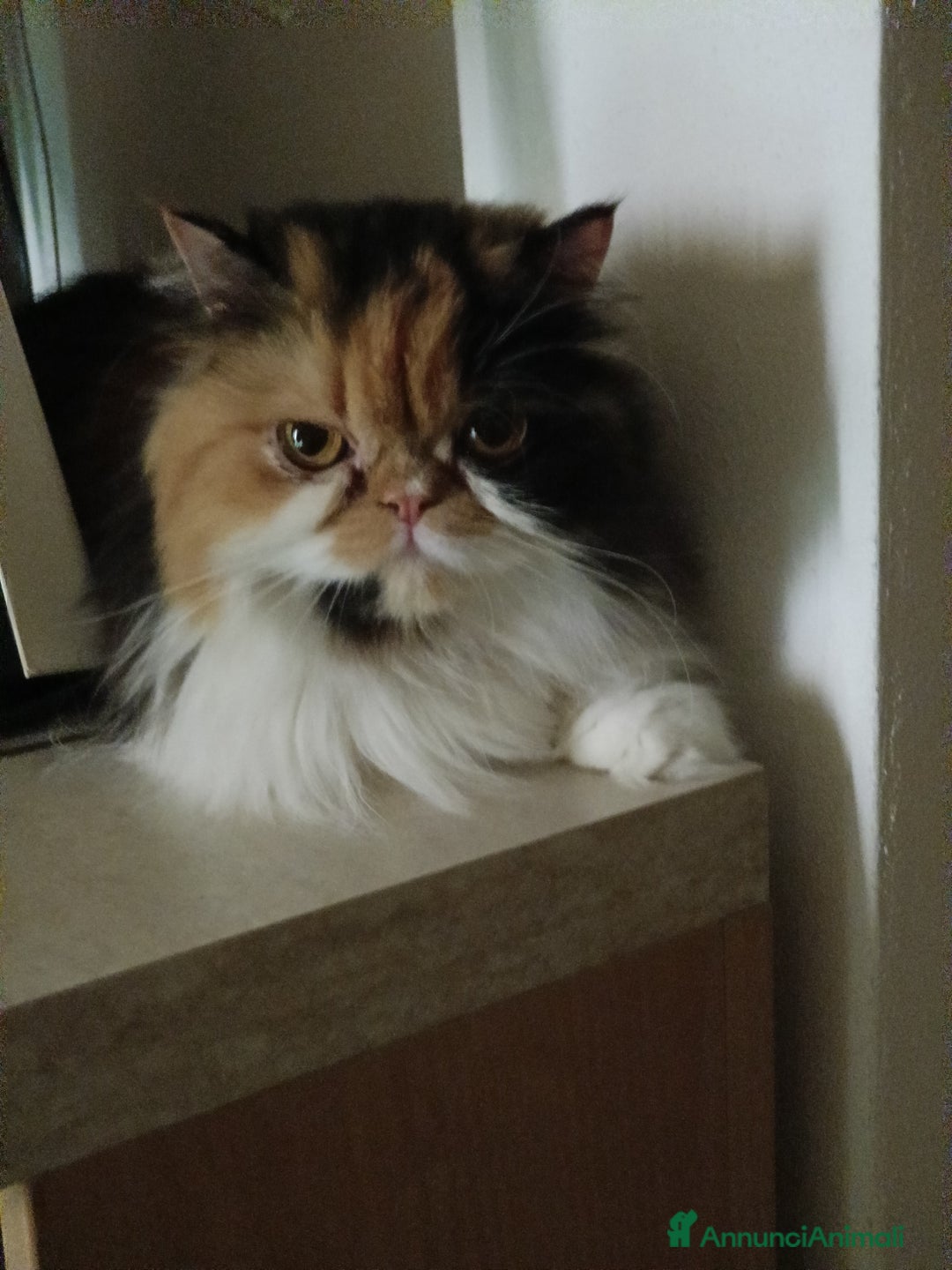 Persiano gatti per accoppiamento: Sun cerca fidanzato - Annuncio 4