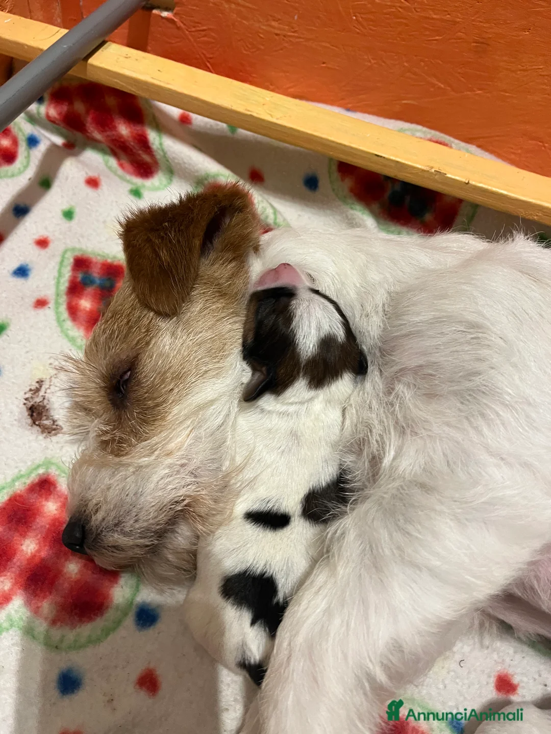 Jack Russell cani in vendita: Cucciolo maschio pelo ruvido - Annuncio 2