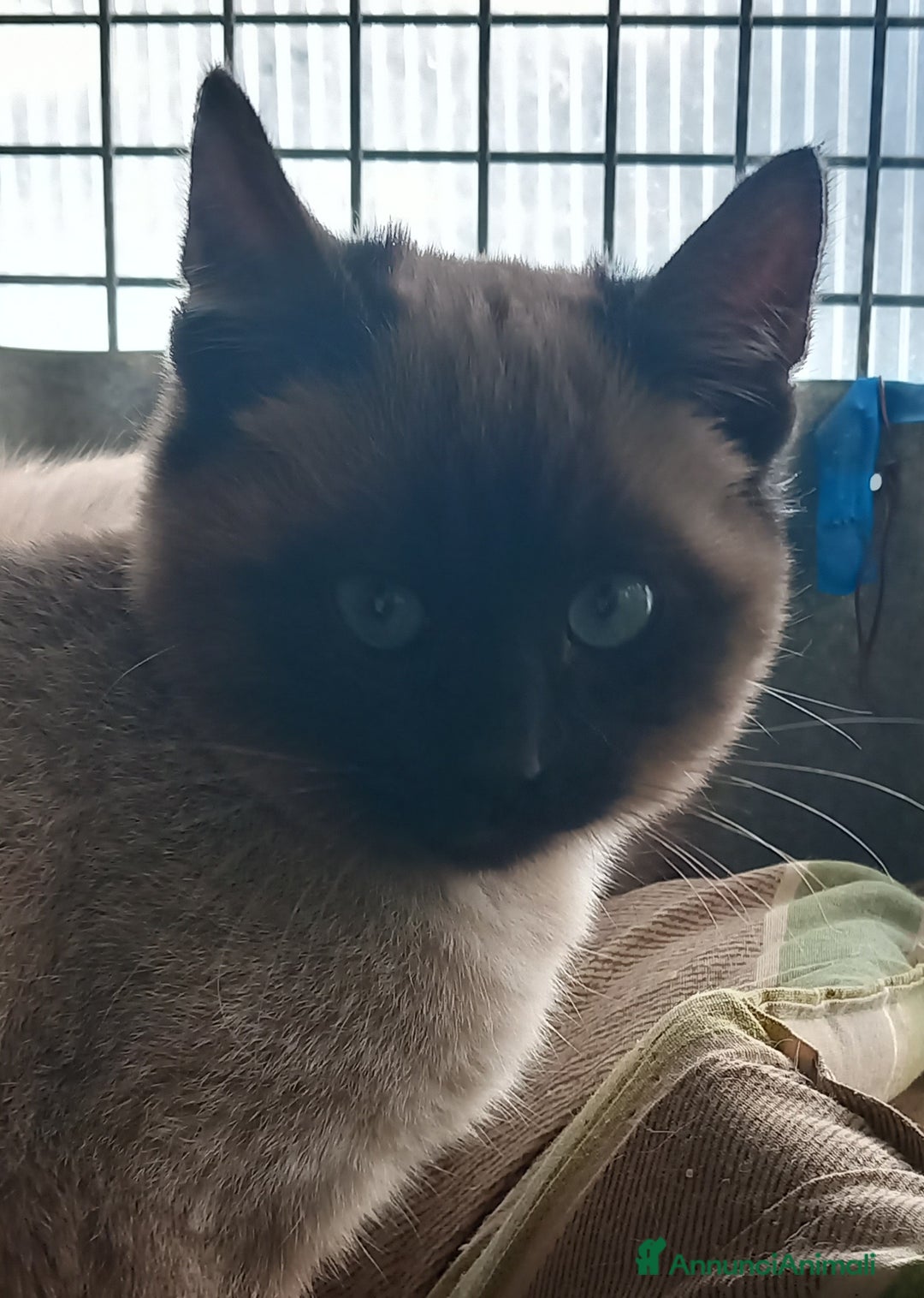 Siamese gatti in vendita: Bellissimi Thai - Annuncio 4