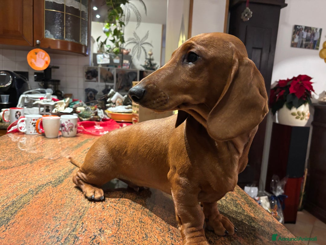 Bassotto cani in vendita: Cuccioli bassotto tedesco standard pelo corto - Annuncio 2