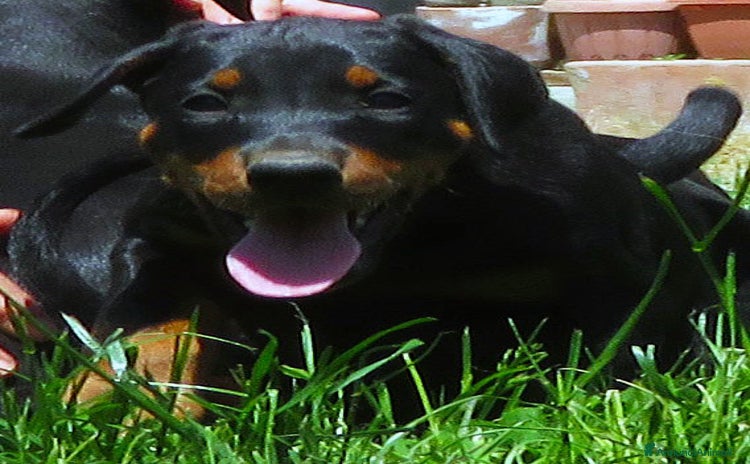 Dobermann cani - Annuncio 1