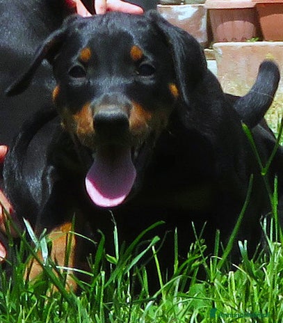Dobermann cani - Annuncio 1