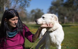 Meticcio cani in regalo: Ellen, un cane pronto a splendere a Città Metropolitana di Bari - Immagine 4