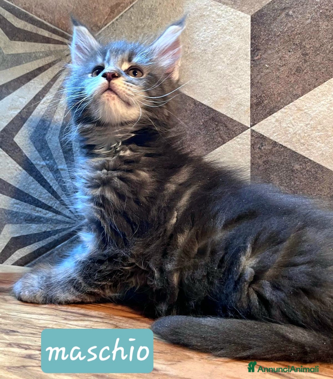 Maine Coon gatti in vendita: Cuccioli di Maine Coon Top linea estera - Annuncio 4