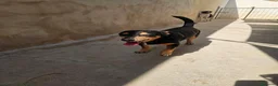 Pinscher Tedesco cani in regalo: Morris: nonnino pinscherino socievole. - Annuncio 2