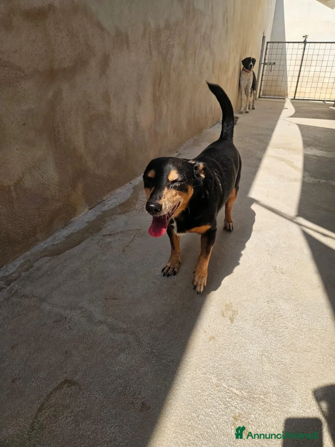 Pinscher Tedesco cani in regalo: Morris: nonnino pinscherino socievole. - Annuncio 2