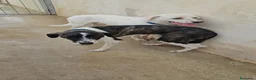 Meticcio cani in regalo: Kinder e Kira: giovani adozione di coppia  - Annuncio 19