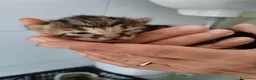 Europeo gatti in vendita: Gattini tigrati  - Annuncio 5