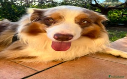 Australian Shepherd cani per accoppiamento: Fidanzata per Tito a Provincia di Lucca - Immagine 11