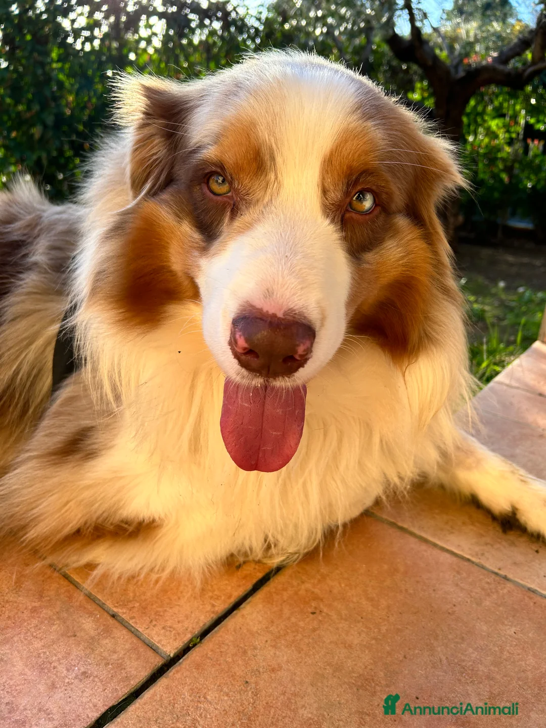 Australian Shepherd cani per accoppiamento: Fidanzata per Tito a Provincia di Lucca - Annuncio 11