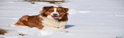 Australian Shepherd cani in vendita: Australian Shepherd pedigree ENCI - Annuncio 6