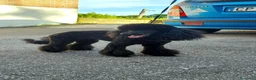 Barboncino cani in vendita: Cucciola di Barboncino Nano Nera - Annuncio 2