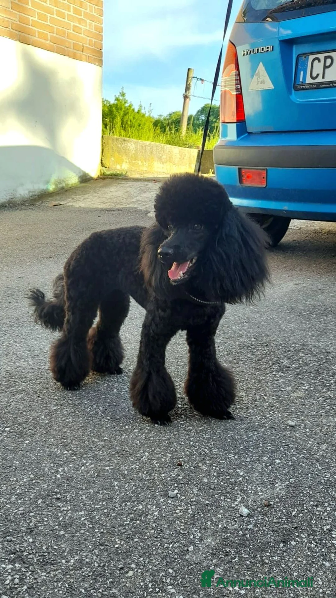 Barboncino cani in vendita: Cucciola di Barboncino Nano Nera - Annuncio 2
