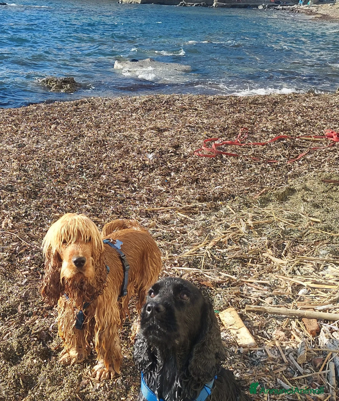 Cocker cani per accoppiamento: CERCASI FIDANZATE COCKERS SOANIEL INGLESE a Provincia di Brescia - Annuncio 7