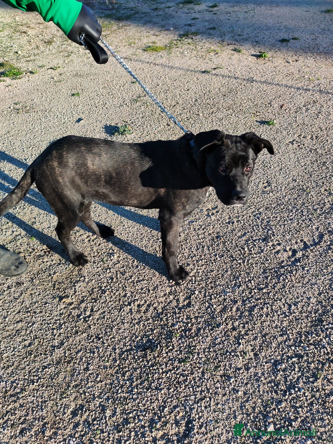 Altre razze cani in regalo: KARL, CHARLOTTE, GENNY E GENNARINO, - Annuncio 2