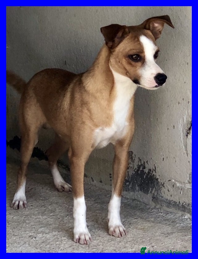 Meticcio cani Alfonso timido ma anche curioso - Annuncio 2