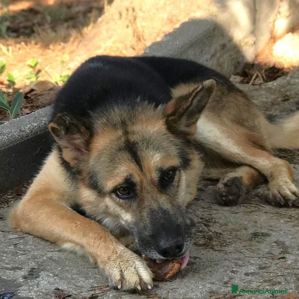 Pastore Tedesco cani Strepitoso mix Pastore tedesco husky Whisky a Provincia di Latina - Annuncio 5