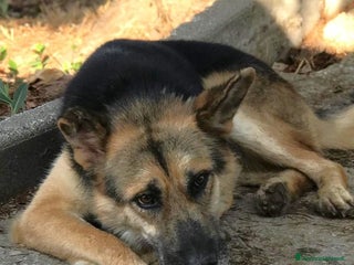 Pastore Tedesco cani Strepitoso mix Pastore tedesco husky Whisky a Provincia di Latina - Annuncio 2