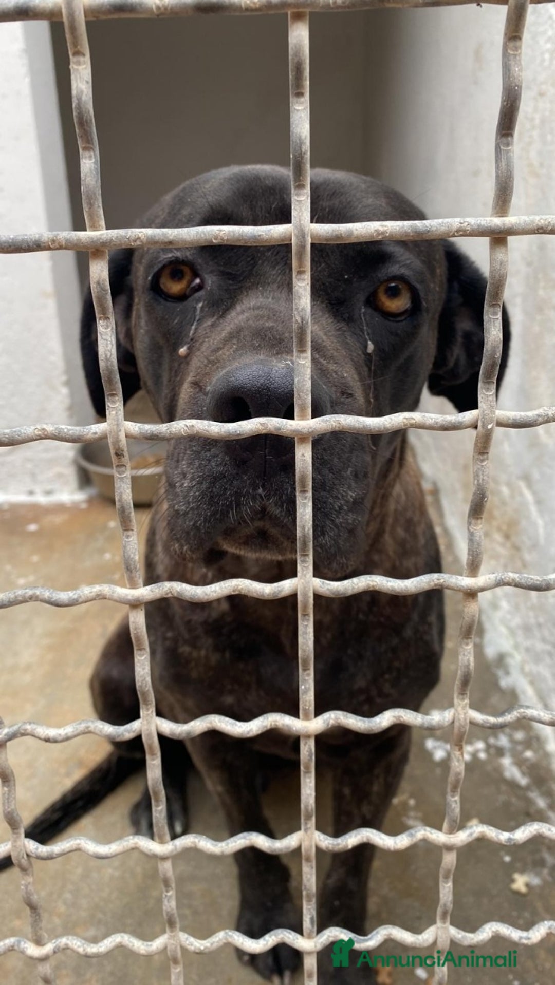 Cane Corso cani in regalo: Corso femmina giovane in canile da troppo! Puglia  a Città metropolitana di Milano - Immagine 4